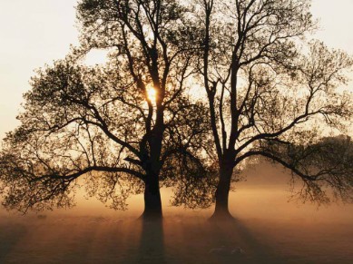 Tree of Life by Unkown